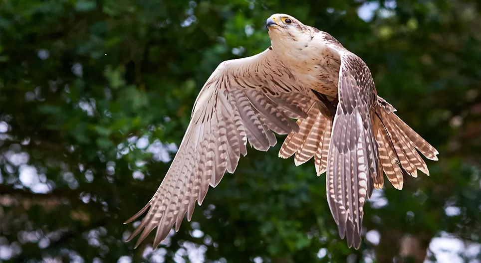 How do birds fly? Part 1