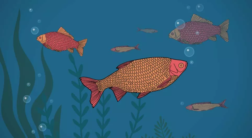 Do fish drink?