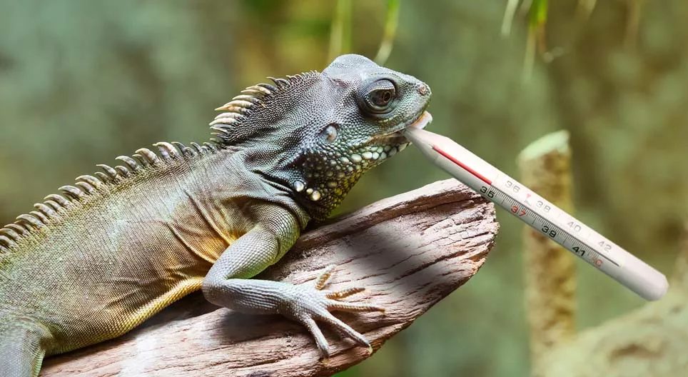 Do reptiles ever get cold?
