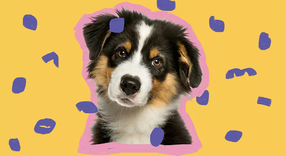 Would you like to get a puppy?