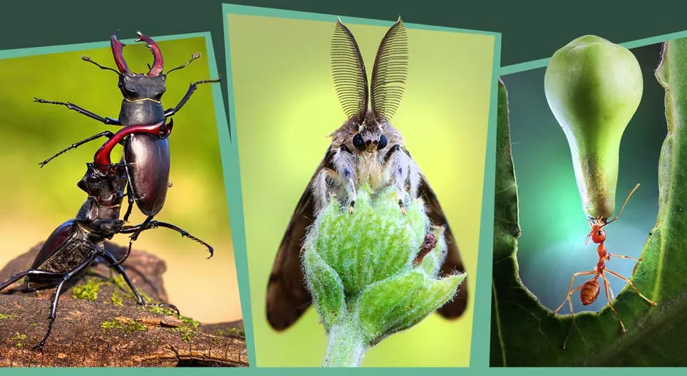 Insects in the forest