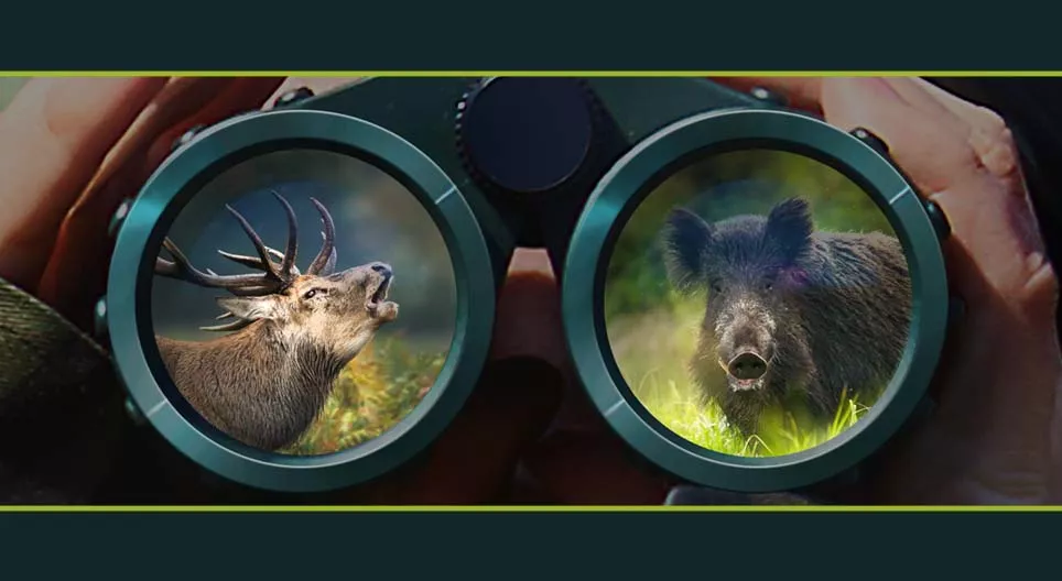 Beasts of the forest