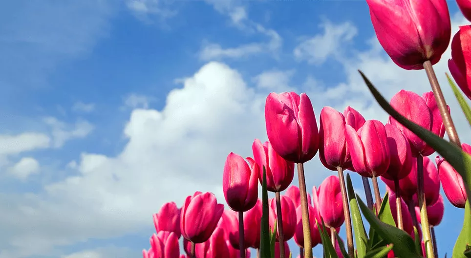Have you ever walked in a tulip field?