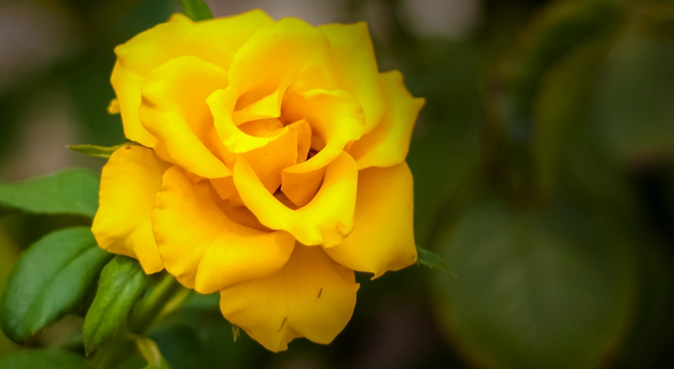 Is there a rose without a thorn?