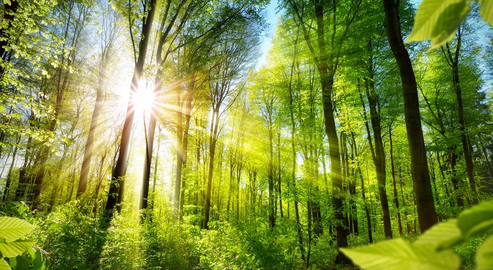 Let's get to know the faces of forests!