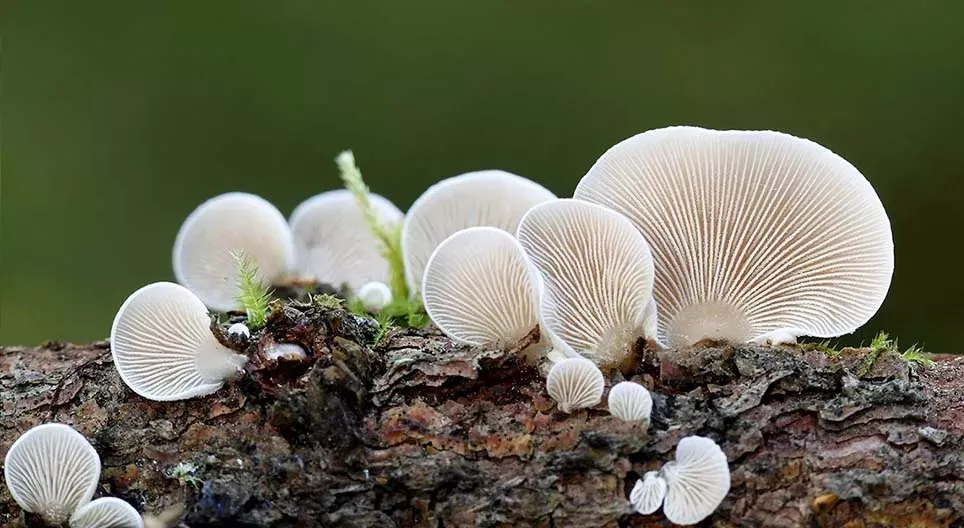 The secret world of fungi