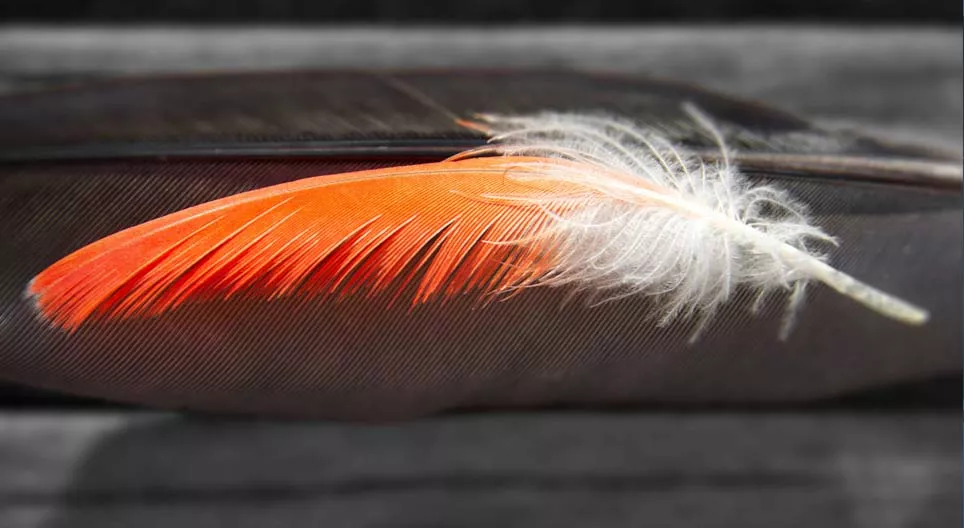 Which came first, the feather or the bird?