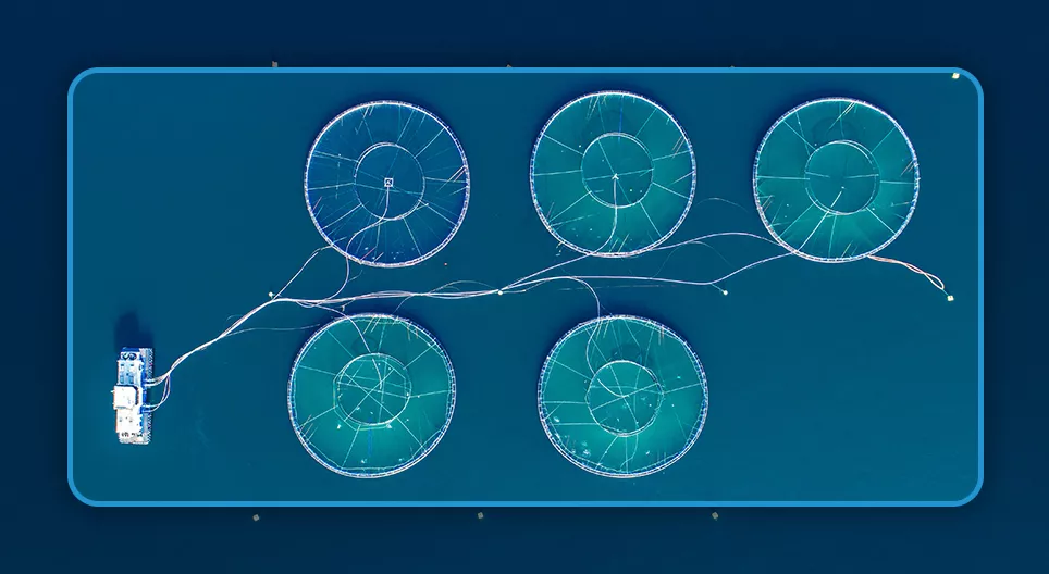 From the sea to our plates