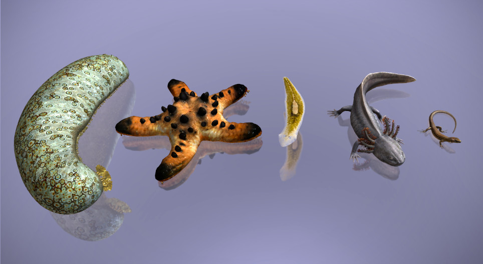 Regeneration in the animal kingdom