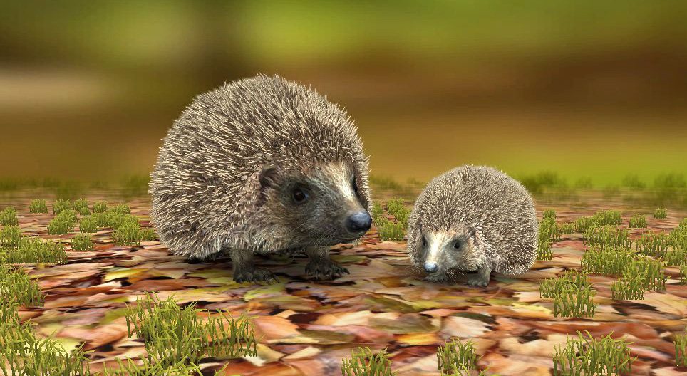 Northern white-breasted hedgehog