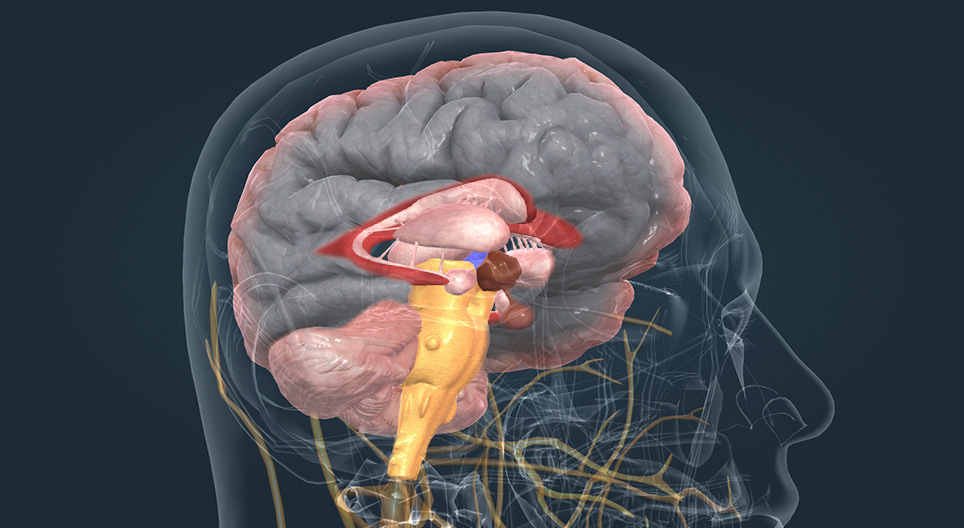 The ventricular system and the main brain regions