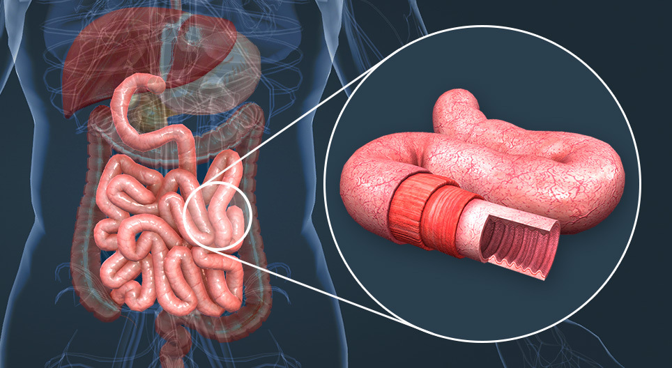 Anatomy of the small intestine