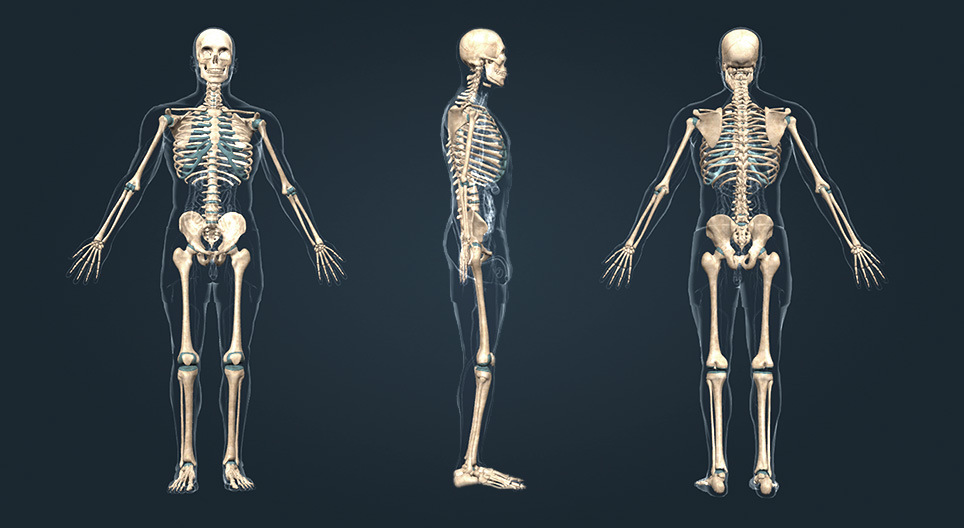 Human skeleton