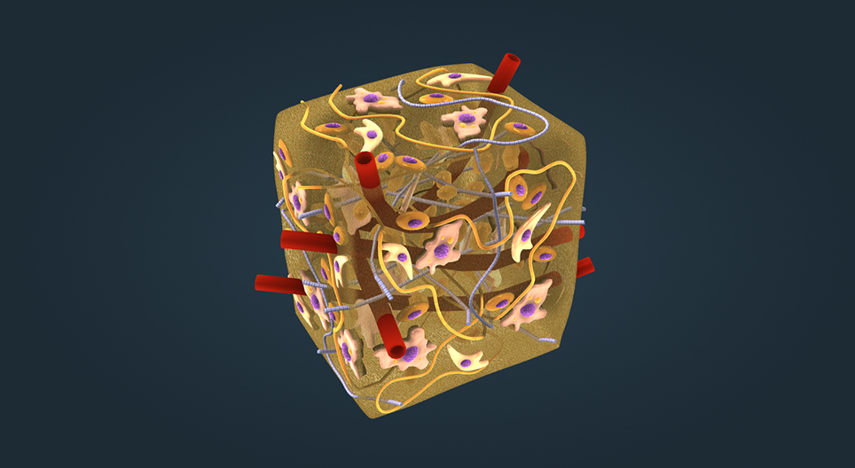Connective tissues