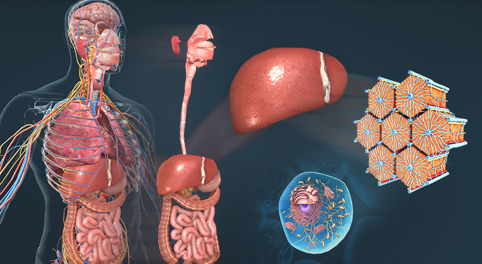 Levels of biological organisation