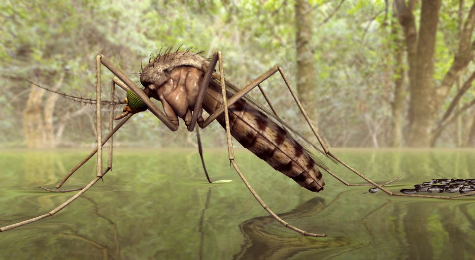 Malaria