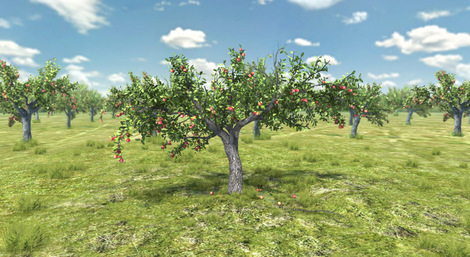 Apple tree