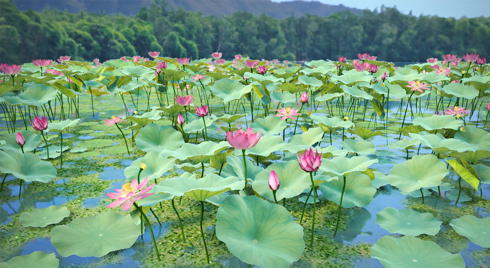 Indian lotus