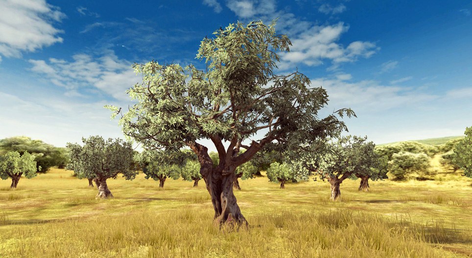 Olive tree