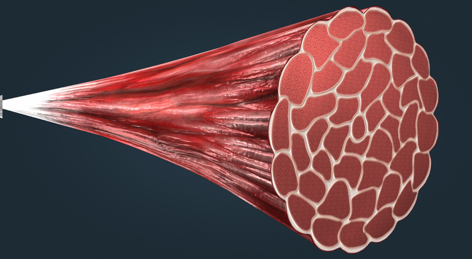 The structure of skeletal muscles