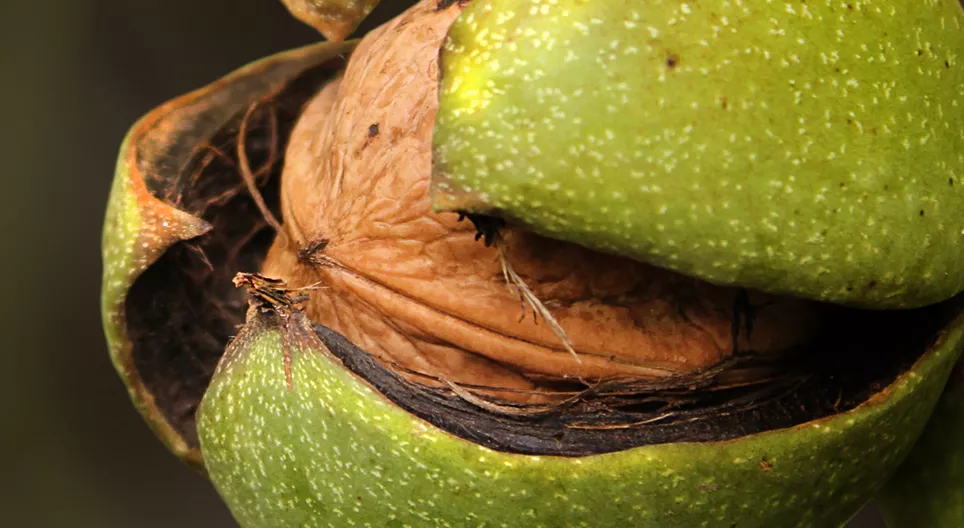 お孫さんのためにクルミの木を植える