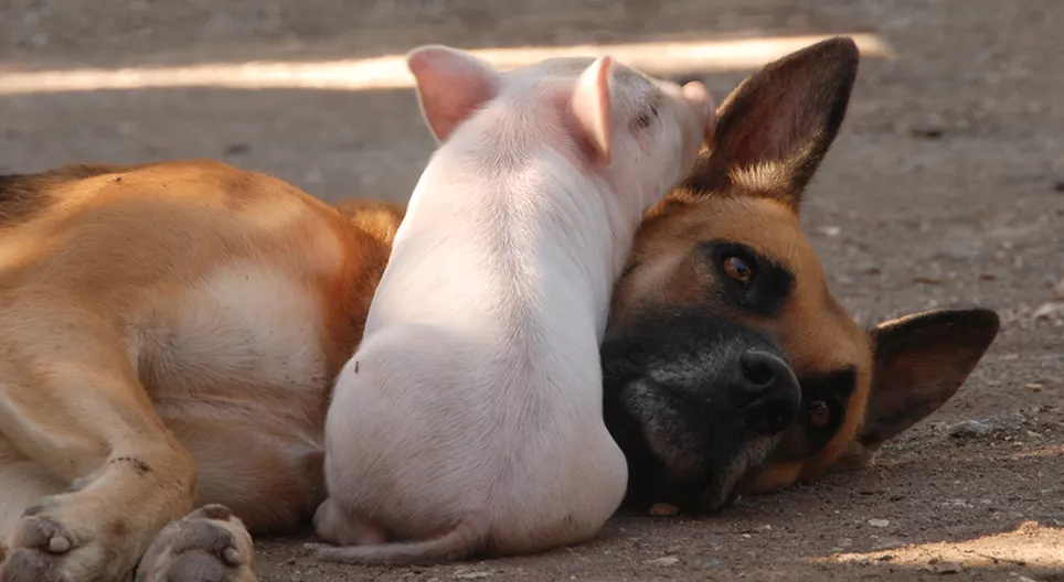 豚は犬より賢いですか？