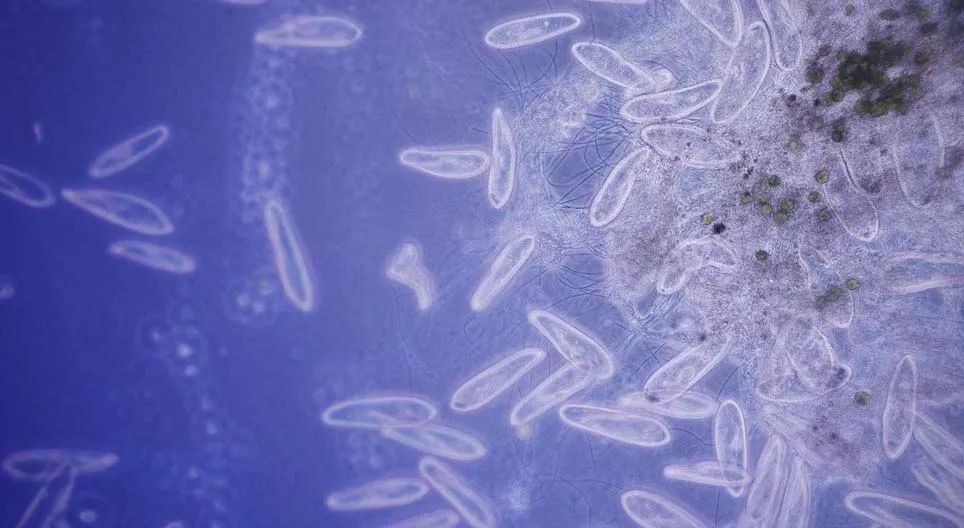 単細胞生物はどのように動くのか？