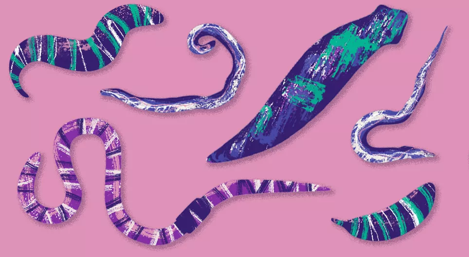 目に見えない動物：ワーム