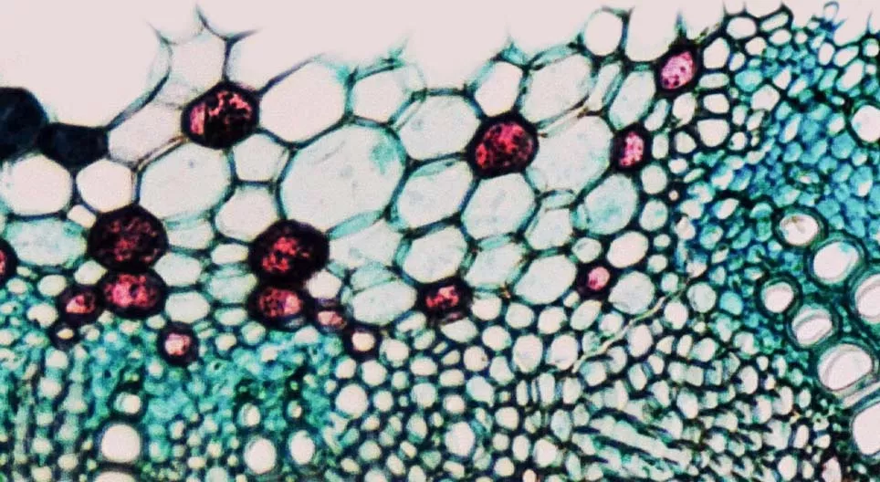 維管束植物組織の特徴は何でしょうか。