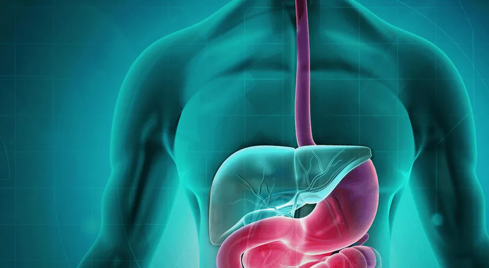 消化器系 その1 口腔から胃まで