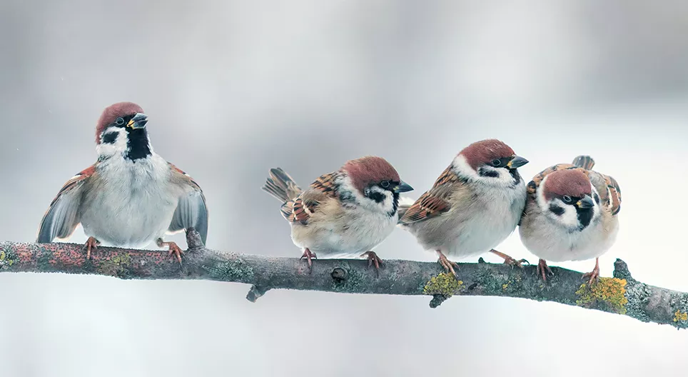 どのように鳥が飛ぶのですか？ パート2