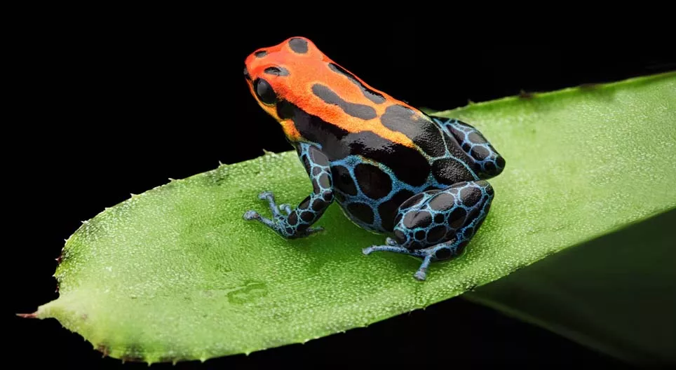毒ダーツのカエルは毒ですか？