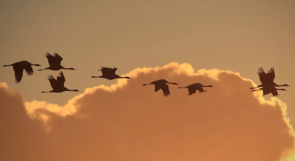 鳥はどのように飛ぶ？ パート3