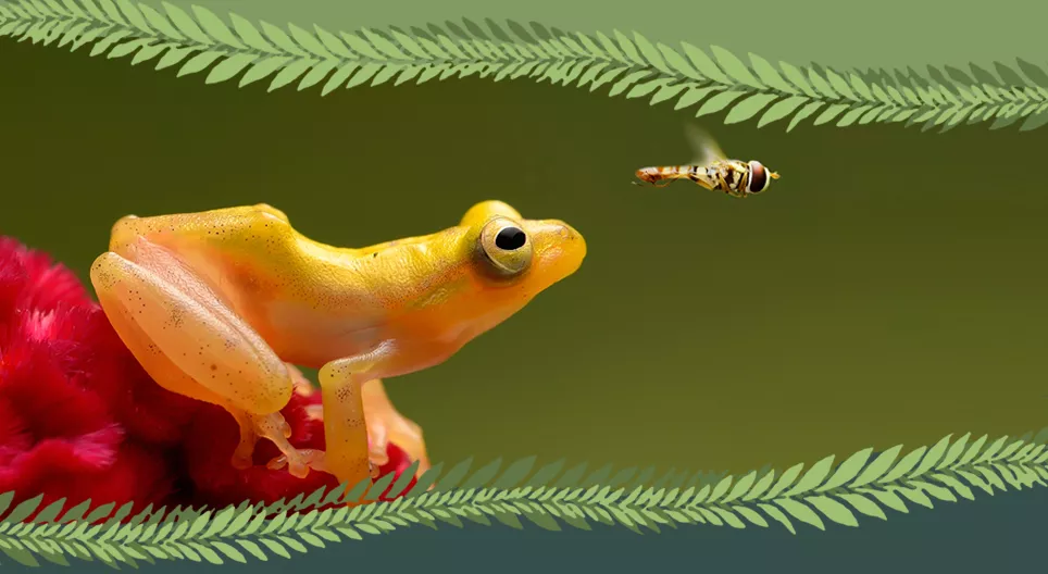 脊椎動物か無脊椎動物か？