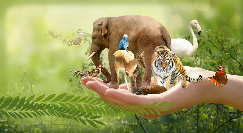 生物界における親戚