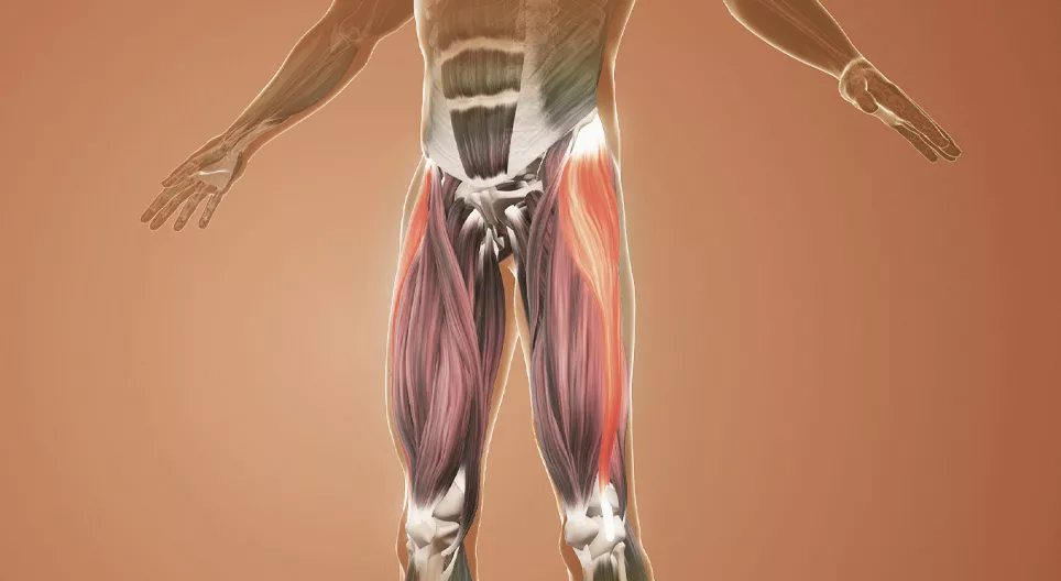 Functional anatomy, lower extremities.
