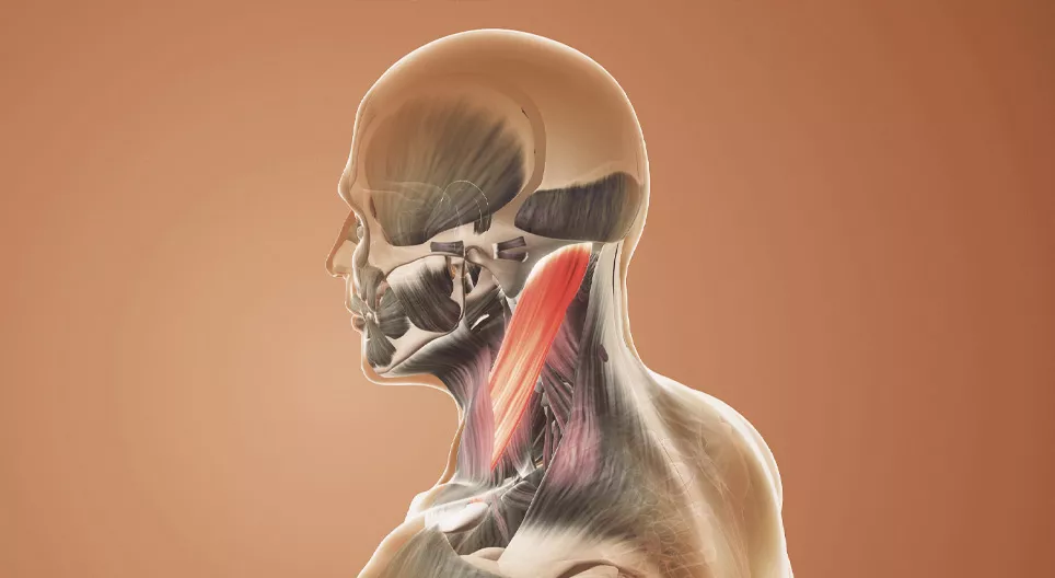 Functional anatomy, trunk and neck muscles
