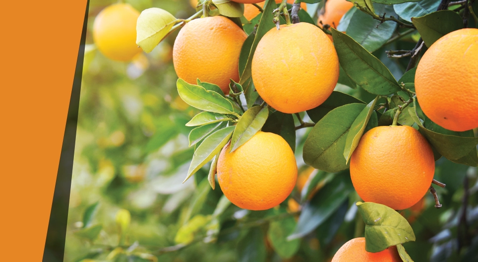 ワイルドオレンジ