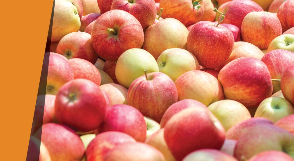 アーモンドのような香りのする林檎