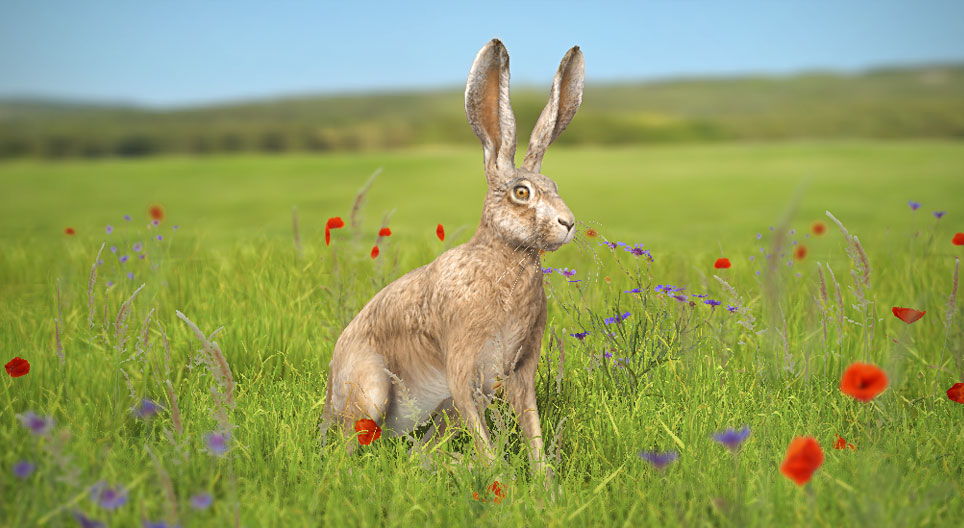 European hare