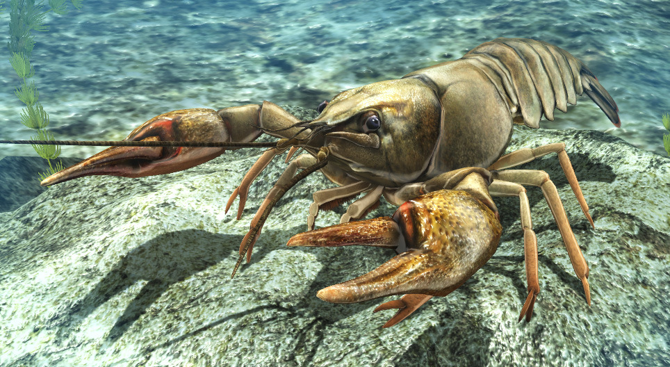 ヨーロッパザリガニ