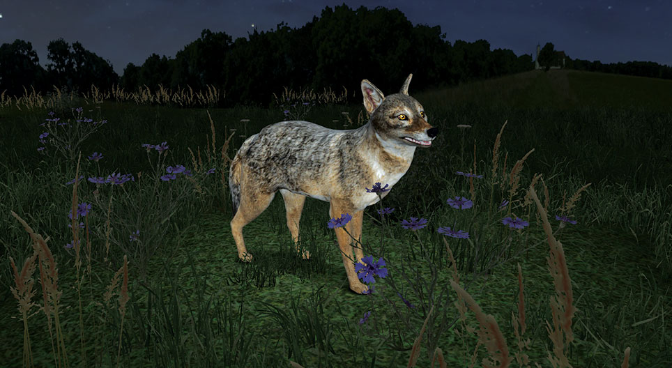 キンイロジャッカル