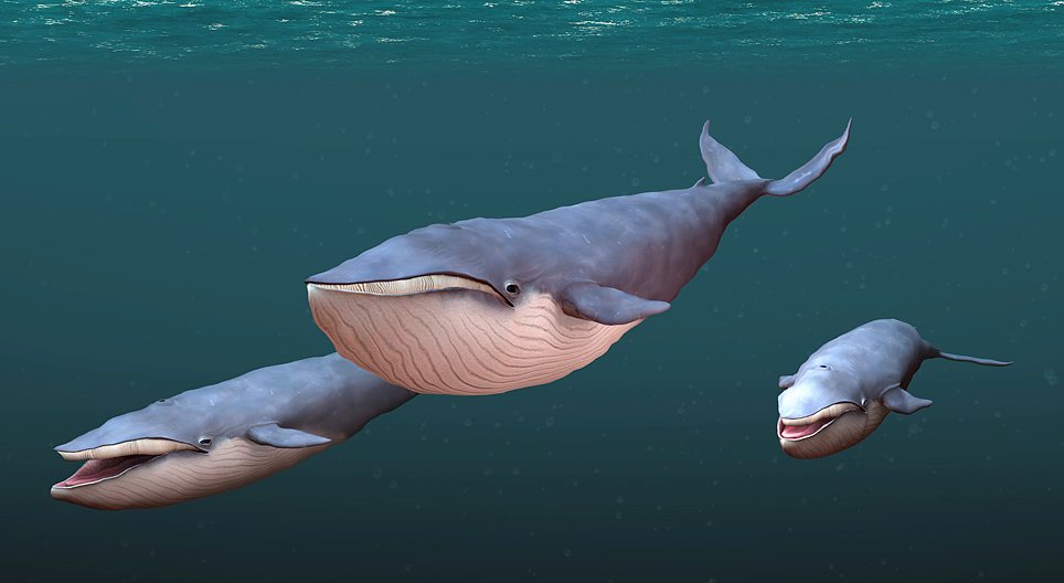 シロナガスクジラ