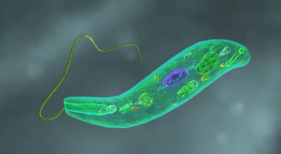 ミドリムシ (Euglena viridis)
