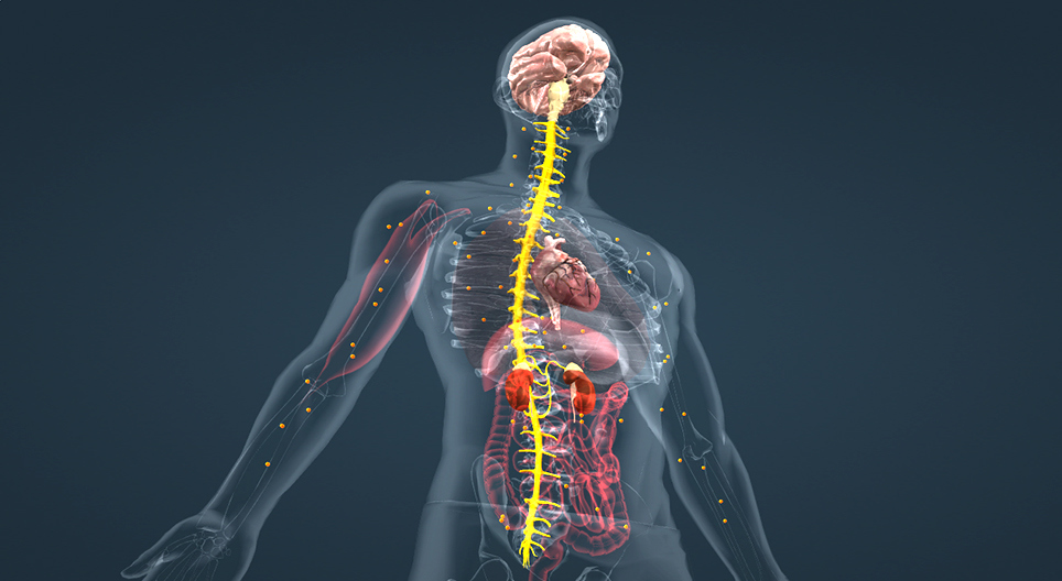 アドレナリン(上級)