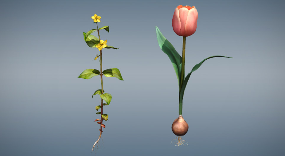 単子葉植物と双子葉植物の比較