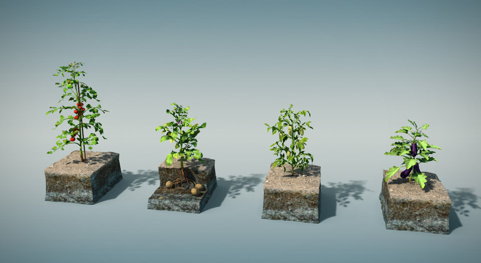 食べられるナス科の植物