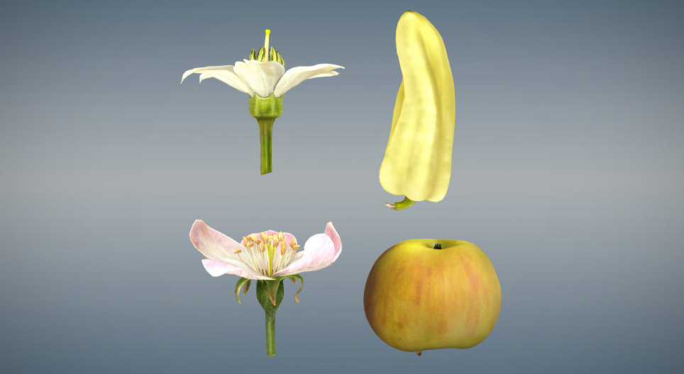 真果と偽果の比較