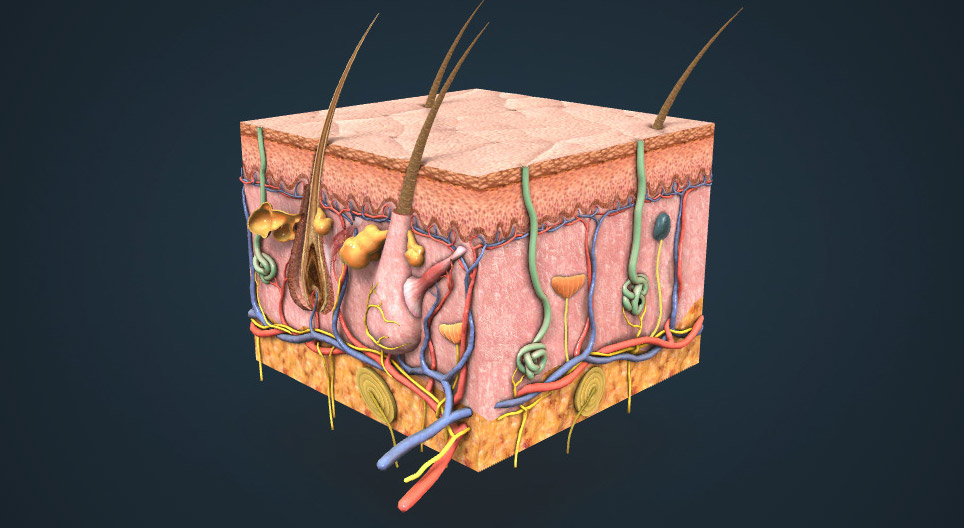 Layers of the skin; cutaneous senses