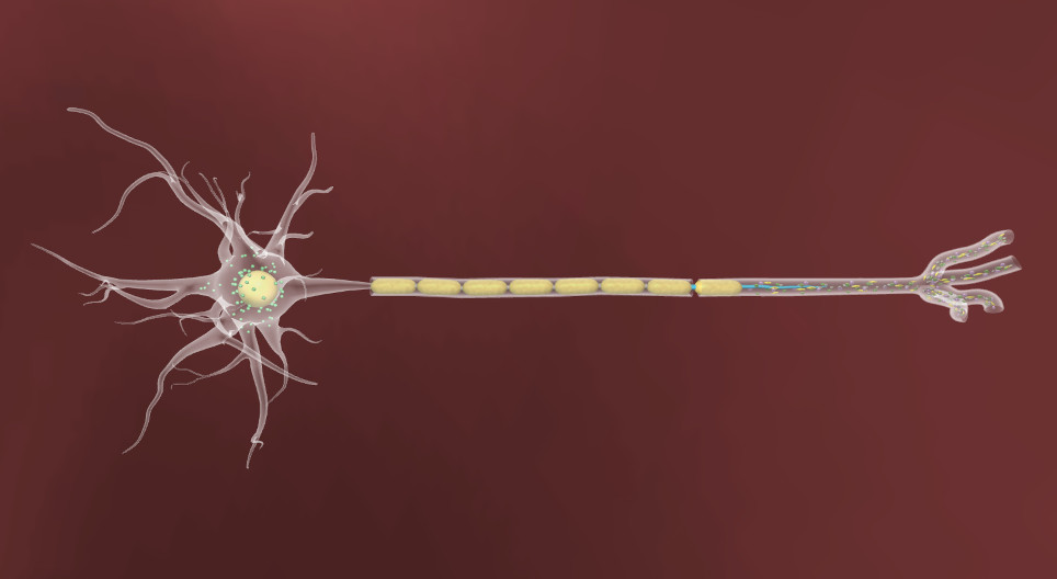 Peripheral nerve injury and regeneration